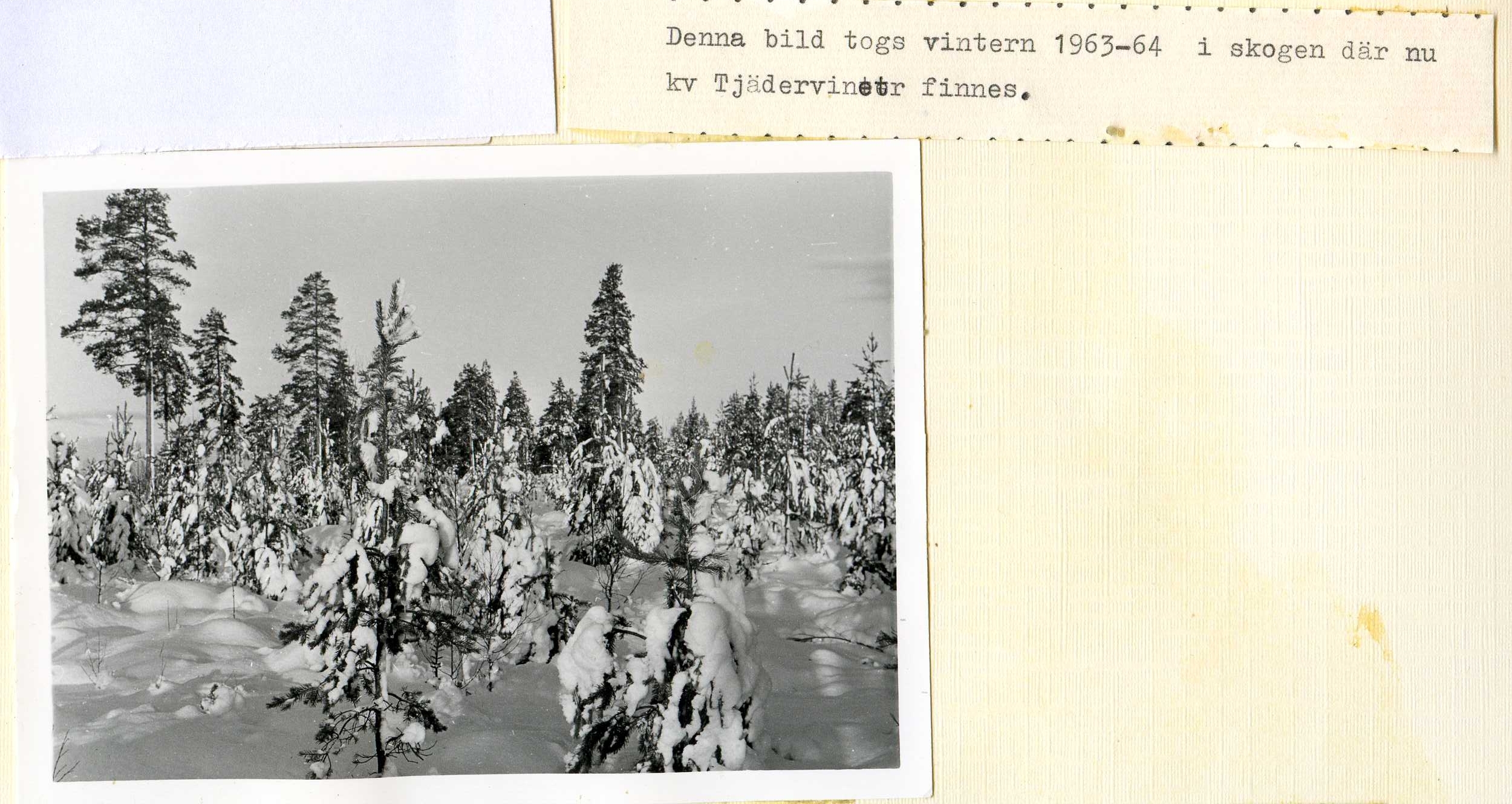 Blivande kv Tjädervinet 1963-64